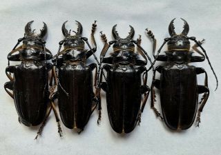 Big Anthracocentrus Beringei 4m 80/82/83/85mm Prioninae Cerambycidae A1
