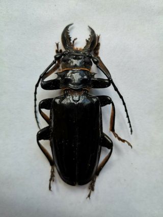 Big Anthracocentrus beringei 4M 80/82/83/85mm Prioninae Cerambycidae A1 2