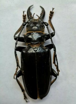Big Anthracocentrus beringei 4M 80/82/83/85mm Prioninae Cerambycidae A1 3