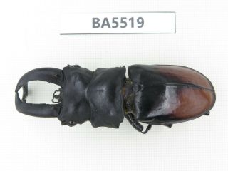 Beetle.  Hexarthrius Sp.  S Yunnan,  Xishuangbanna.  1m.  Ba5519.