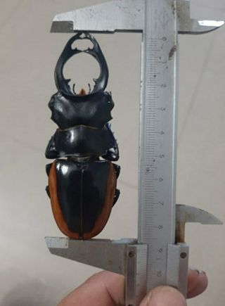 Vietnam Beetles Odontolabis Curvera Pss.  A1 Size 89mm,