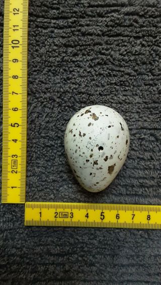 Taxidermy Blown Egg Of " Franklins Gull "