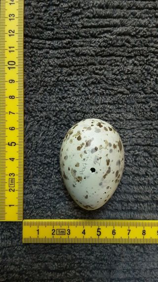 Taxidermy Blown Egg Of " Hartlaubs Gull "