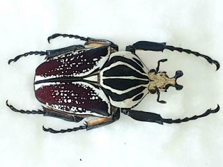 Goliathus Albovariegatus Male Very Big 80mm,  Cetonidae Cameroon