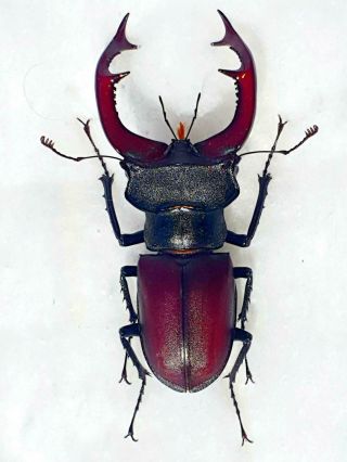 Lucanus Cervus Cervus Male Huge 78mm,  Intensive Red Form France