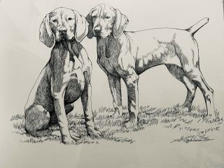 Vizsla Puppies Pen And Ink By Martha Van Loan