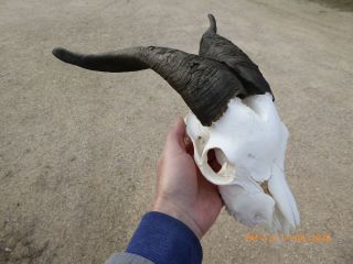 Billy Goat Skull With Black Horns Taxidermy Hunting Gothic Bone Craft Hunt