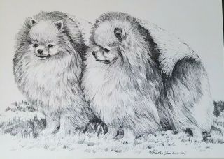 Pen And Ink Drawing By Martha Van Loan Of A Pomeranian