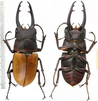 Prosopocoilus Tragulus Assimilis - Lucanidae 60mm From Arfak West Papua Indonesia