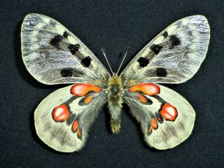 Fantastic Parnassius Hybrid Wiskotii Dark Male Papilioniidae Papilionidae