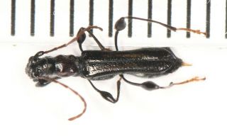Cerambycidae Cerambycinae W Yunnan (59)