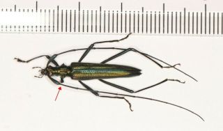 Cerambycidae Cerambycinae W Yunnan (23)