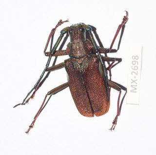 Cerambycidae/ Prioninae Scatopyrodes Ssp.  Oaxaca Rare Mx - 2698