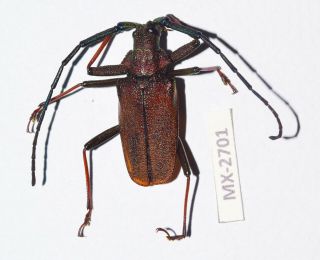 Cerambycidae/ Prioninae Scatopyrodes Ssp.  Oaxaca Rare Mx - 2701