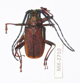 Cerambycidae/ Prioninae Scatopyrodes Ssp.  Oaxaca Rare Mx - 2710