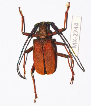 Cerambycidae/ Prioninae Scatopyrodes Ssp.  Oaxaca Rare Mx - 2744