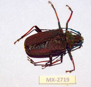 Cerambycidae/ Prioninae Scatopyrodes Ssp.  Oaxaca Rare Mx - 2719