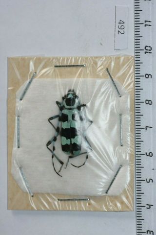 492.  Cerambycidae.  Rosalia Coelestis.  Russian,  Primorye.  Female Large 26,  Mm