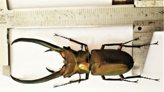 Cyclommatus Elaphus 98.  5mm Sumatra Indonesia