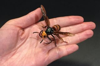 Yujin Kaiyodo Japan Exclusive Asian Giant Wasp Hornet Insect Pvc Figure Model