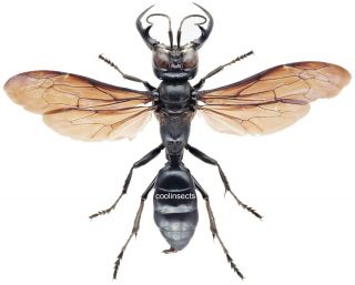 Insect - Larrini Megalara Garuda - Sulawesi - Male 40mm,  / -.