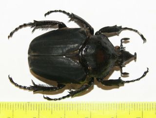 Fornasinius Klingbeili (42mm) From Peru,  Male,  Scarabaeidae,  Beetle