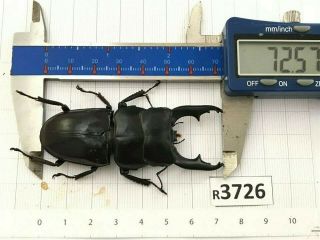 R3726 Unmounted Insect Beetle Coleoptera Vietnam