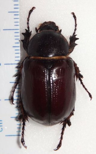 Megasoma Sleeperi Female 28.  4mm California Ms - 2 Beetle Insect Dynastes