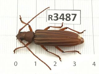 R3487 Unmounted Insect Beetle Coleoptera Vietnam