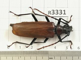 R3331 Unmounted Insect Beetle Coleoptera Vietnam