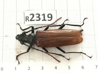 R2319 Unmounted Insect Beetle Coleoptera Vietnam