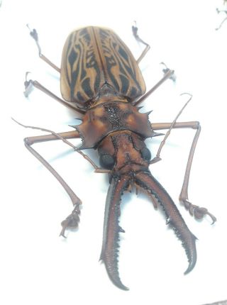637.  Cerambycidae.  Macrodontia Cervicornis 12.  4cm - Loc.  Loreto - 2020