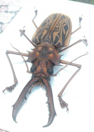 637.  Cerambycidae.  Macrodontia cervicornis 12.  4cm - Loc.  Loreto - 2020 2