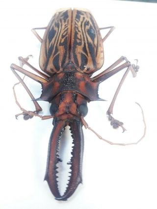 636.  Cerambycidae.  Macrodontia Cervicornis 11.  7cm - Loc.  Loreto - 2020