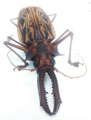 636.  Cerambycidae.  Macrodontia cervicornis 11.  7cm - Loc.  Loreto - 2020 2