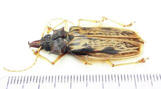 515.  Cerambicidae.  Macrodontia Zischka - Loc.  Ucayali - 2020
