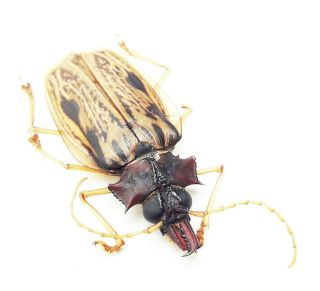 515.  Cerambicidae.  Macrodontia Zischka - Loc.  Ucayali - 2020 2