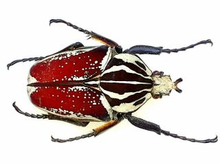 Goliathus Albovariegatus Male 67mm,  Splendid Reddish Form Cameroon