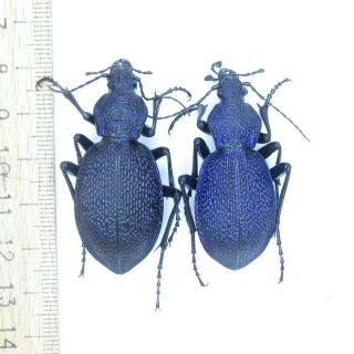 Coleoptera Carabus Procerus Crimeanus / A1 / 1 Pair / 49 Mm /45mm / Crimea