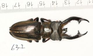 Lucanidae Lucanus Furcifer 63.  2mm From Tibet