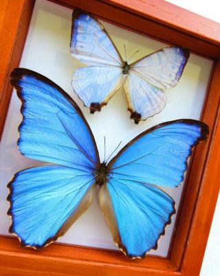 2 Real Framed Butterfly Blue Morpho Sulkowsky & Morpho Didius Double Glass