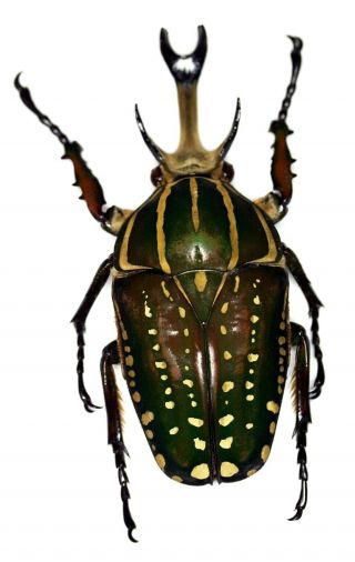 Insect Beetle Cetoniidae Coleoptera Chelorrhina Polyphemus - Huge Monster - 75mm