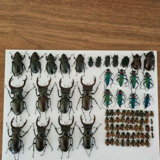 Lucanus Cervus Akbesianus And Other Insect