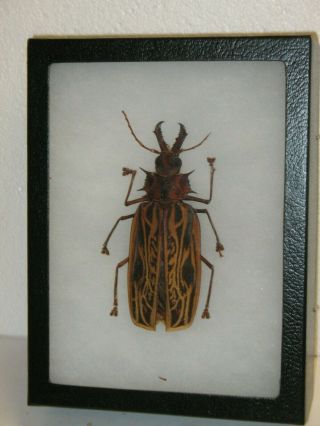 Real Framed Saber Tooth Longhorn Beetle (f) Macrodontia Cervicoris 116.  00 Mm