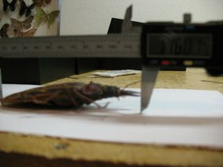 Real framed Saber tooth Longhorn Beetle (F) Macrodontia Cervicoris 116.  00 mm 2