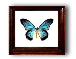 Papilio Zalmoxis In The Frame Of Expensive Breed Of Real Wood
