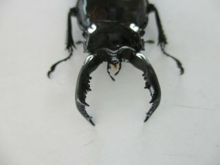 64116 Lucanidae: Pseudorhaetus Oberthuri.  Vietnam North.  55mm.  Big Size