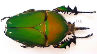 Cetonidae Mecynorrhina Torquata Inmaculicollis 85mm Male From Camerun 141