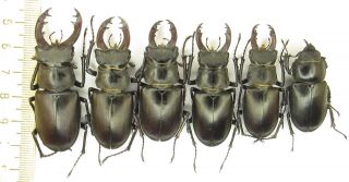 Coleoptera Lucanidae Lucanus Cervus Tauricus A1/a1 - /5 M/1 F/ 58 - 46/37mm/ Crimea