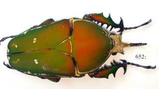 Cetonidae Mecynorrhina Torquata Inmaculicollis 82mm Male From Camerun 652